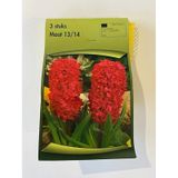Hyacinthus Orientalis Sümbül Soğanı 3 Adet