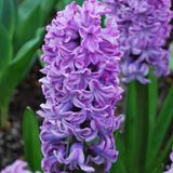 Hyacinthus Splendid Cornelia Sümbül Soğanı (3 adet)