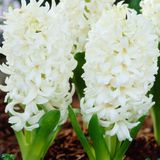 Hyacinthus White King Sümbül Soğanı (3 adet)