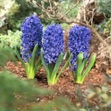 Hyacinthus Woodstock Sümbül Soğanı (3 adet)