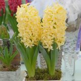 Hyacinthus Yellow Stone Sümbül Soğanı (3 adet)
