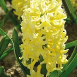 Hyacinthus Yellowstone Sümbül Soğanı 3 Adet