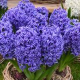 Hyacinthus Yoğun Kokulu Atlantic Sümbül Soğanı 3 Adet