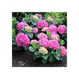 Hydrangea Macrophylla Ortanca Fidanı 10-20 Cm
