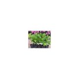 Hydrangea Macrophylla Pembe Ortanca Fidanı Fidesi 10-20 cm