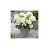 Hydrangea Mocnophylla 10-20 Cm Ortanca Çiçeği Fidanı-aşılı Tüplü Beyaz Renk