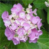 Hydrangea Mocnophylla Eflatun Ortanca Fidanı 10-20 Cm