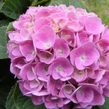 Hydrangea Mocnophylla Pembe Ortanca Fidanı 10-20 Cm
