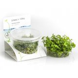 Hydrocotyle Tripartita - Sp. Japan In Vitro 200cc Canlı Bitki