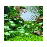 Hydrocotyle Verticillata Özel Tür Kolay Akvaryum Bitkisi 1 Saksı Canlı Bitki