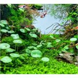 Hydrocotyle Verticillata Özel Tür Kolay Akvaryum Bitkisi 1 Saksı Canlı Bitki