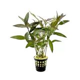 Hygrophila Angustifolia Red (Kızıl Tütün) Canlı Akvaryum Bitkisi No:7