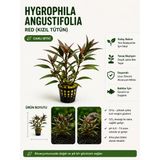 Hygrophila Angustifolia Red -Kızıl Tütün Canlı Bitki