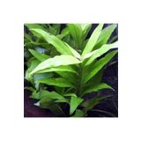 Hygrophila Corymbosa Angustifolia Saksı Canlı Bitki TR-948143