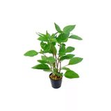 Hygrophila Corymbosa - Limon Saksı Bitkisi, Canlı Ve Sağlıklı