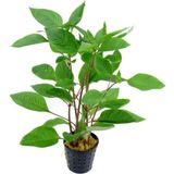 Hygrophila Corymbosa - Limon Saksı Canlı Bitki TR-413155 - Çok Renkli