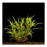 Hygrophila Lacustris Saksı Canlı Bitki