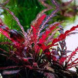 Hygrophila Pinnatifida 5 Dal Kusursuz Formda Akvaryum Bitkisi,Kolay Akvaryum Bitkisi