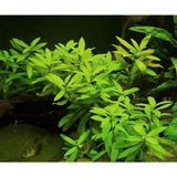 Hygrophila Polysperma Ceylon Zeytin Saksı Canlı Bitki