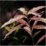Hygrophila Rosanervig Zeytin Saksı Canlı Bitki - Çok Renkli