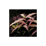 Hygrophila Rosanervig Zeytin Saksı Canlı Bitki