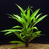 Hygrophila Salicifolia Akvaryum Bitkisi Akvaryum Bitkileri 5 Dal
