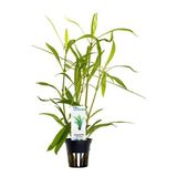 Hygrophila Salicifolia Saksı Canlı Bitki