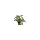 Hypoestes Hostes Çiçeği Fidanı 10-20 Cm Yeşil Benek