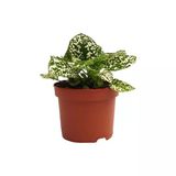 Hypoestes Hostes Çiçeği Fidanı 10-20 Cm Yeşil Beyaz