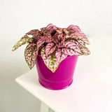 Hypoestes Hostes Çiçeği Fidanı Pembe Çilli 10-20 Cm