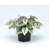 Hypoestes - White - Hostes Çiçeği Fidanı Yeşil Beyaz Çilli 10-20 Cm