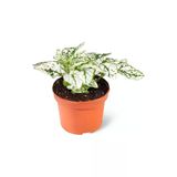 Hypoestes White Yeşil Bitki Hostes Çiçeği Fidanı 10-20 Cm