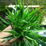 Hyrophila Paravitota Akvaryum Bitkisi Canlı Bitki 5 Dal