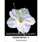 İBK İklim Bahçe Akşam Sefası Çiçek Tohumu 2-MIRABILIS JALAPA (~ Takribi 10 Tohum)