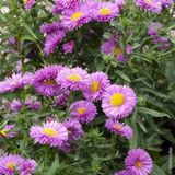 İBK İklim Bahçe Çin Aster Çiçek Tohumu - Callistephus Chinensis (~ Takribi 40 Tohum)