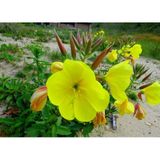 İBK İklim Bahçe Ezan Çiçeği Tohumu 1 - OENOTHERA (~ Takribi 50 Tohum)