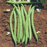 İbk İklim Bahçe Fasulye Tohumu Tegen ( Oturak ) - 50 G (~ 100 Tohum) - 50 gr