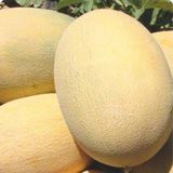 İbk İklim Bahçe Kavun Tohumu Ananas - 25 G. (~ 350 Tohum)