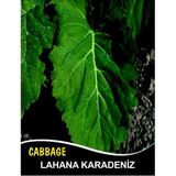İBK İklim Bahçe Lahana Tohumu Karadere (Yaprak); - 10g (~ Takribi 1300 Tohum)