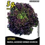 İBK İklim Bahçe Marul Tohumu Akdeniz Kıvırcığı 5 g. (~ Takribi 2750 Tohum)