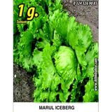 İBK İklim Bahçe Marul Tohumu Iceberg - 1 g. (~ Takribi 550 Tohum)