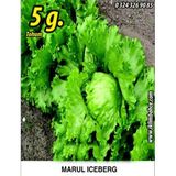 İBK İklim Bahçe Marul Tohumu Iceberg - 5g. (~ Takribi 2750 Tohum)