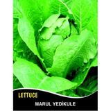 İBK İklim Bahçe Marul Tohumu Yedikule 5701 Pk 10g (~ Takribi 5500 Tohum)
