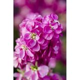İBK İklim Bahçe Şebboy Çiçek Tohumu 1 - MATTHIOLA INCANA (~ Takribi 50 Tohum)
