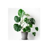 iç mekan bitkicisi Deve Tabanı Bitkisi 90 110 Cm Monstera Deliciosa
