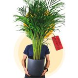 İç mekan bitkileri Areka Palmiyesi Ev Ofis Salon Bitkisi 90-110 cm