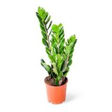 İç mekan bitkileri Zamia Zamioculcas Zamiifolia - Zeze Çiçeği - Ev Ofis Salon Bitkisi