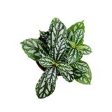 Iç Mekan Bitkisi 10-20 Cm Pilea Cadierei Karyağdı Çiçeği