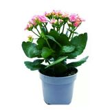 Iç Mekan Kalanşo Çiçeği Fidanı 10-20 cm