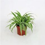 İç Mekan Kurdele Çiçeği Chlorophytum Comosum 10-20 Cm